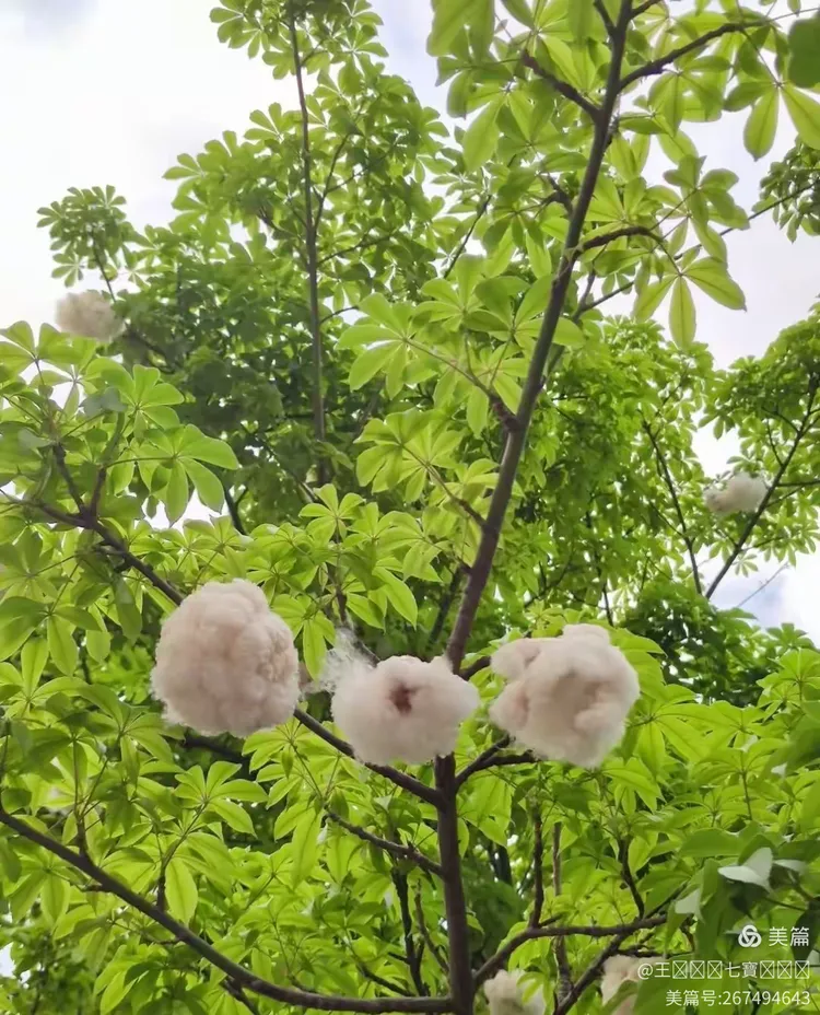 木棉花絮满天飞